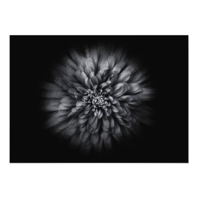 Impression Photo Fleurs De jardin En Noir Et Blanc No 68 Flux (Devant)