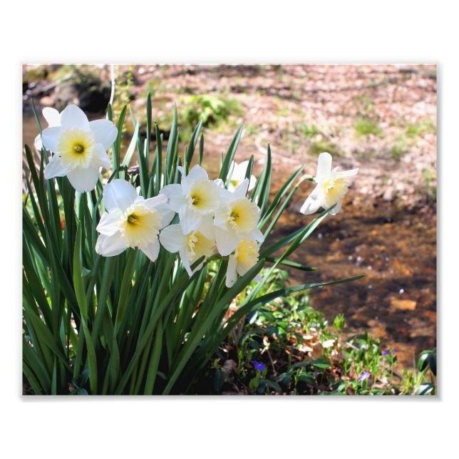 Impression Photo Fleurs de jonquille Blanche Par Brook 8x10 (Devant)