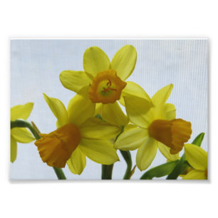 Impression Photo Fleurs de jonquilles jaunes ensoleillées