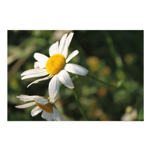 Impression Photo Fleurs de marguerite blanche de champ (Devant)