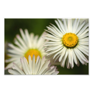Impression photo fleurs de marguerite photographie