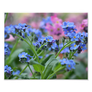 Impression Photo Fleurs de myosotis