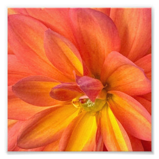 Impression Photo Fleurs de NYC