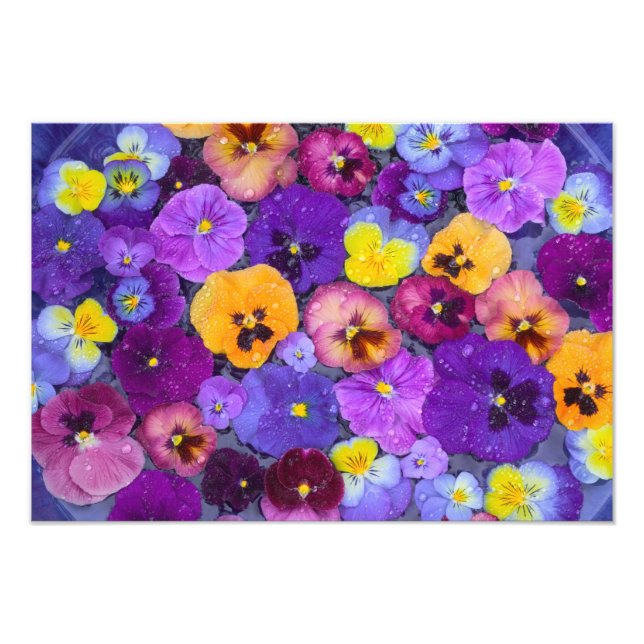 Impression Photo Fleurs de pensée flottant dans un bain d'oiseaux a (Devant)