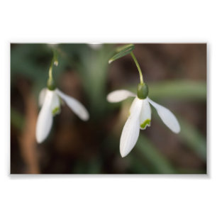 Impression Photo Fleurs de perce-neige