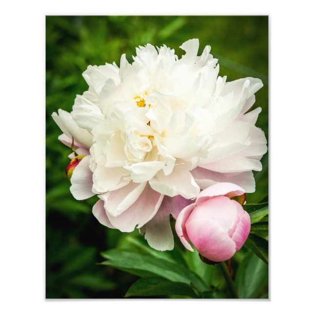 Impression Photo Fleurs de pivoine (Devant)