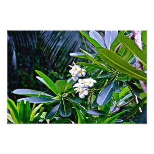 Impression Photo Fleurs de Plumeria Blanche