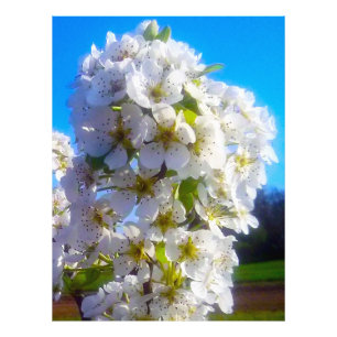 Impression Photo Fleurs de poires