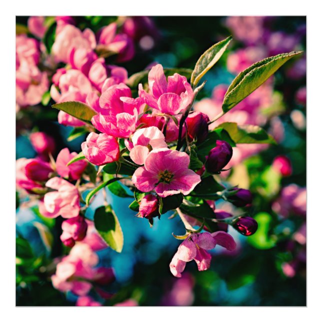 Impression Photo Fleurs de pomme de crabe rose (Devant)