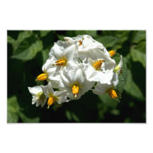 Fleurs de pomme de terre Imprimer