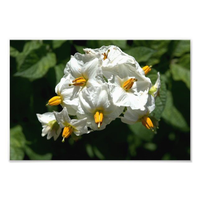 Impression Photo Fleurs de pomme de terre Imprimer (Devant)