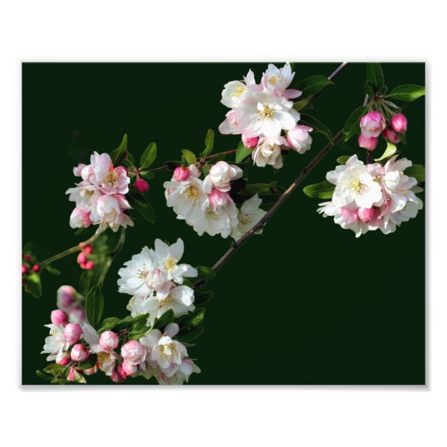 Impression Photo Fleurs de pomme rose et blanche 8x10 (Devant)