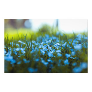 Impression Photo Fleurs de printemps sur le terrain