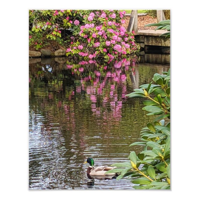 Impression Photo Fleurs de Rhododendron rose reflet d'eau (Devant)