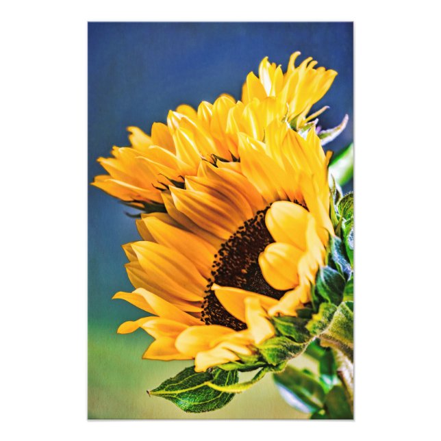 Impression Photo Fleurs de soleil rayonnantes (Devant)