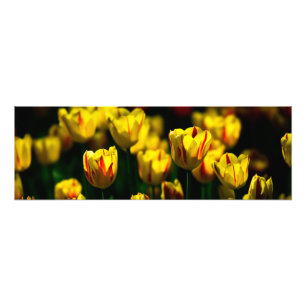 Impression Photo Fleurs de tulipe jaune