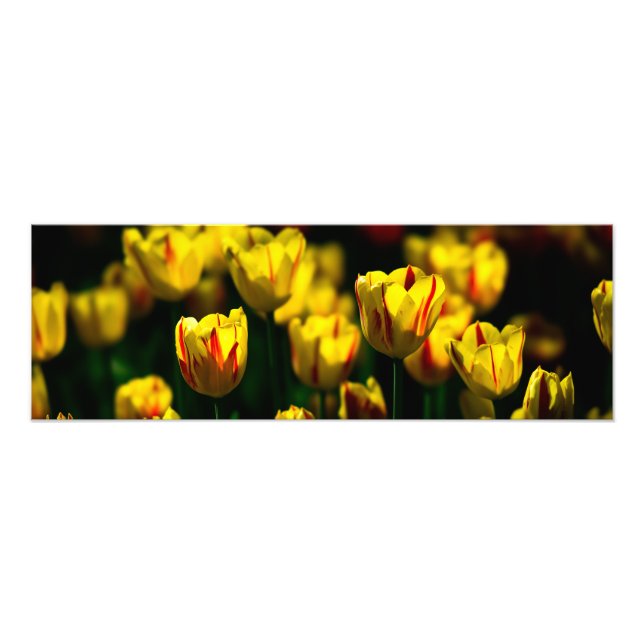 Impression Photo Fleurs de tulipe jaune (Devant)