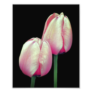 Impression Photo Fleurs de tulipe rose 8x10