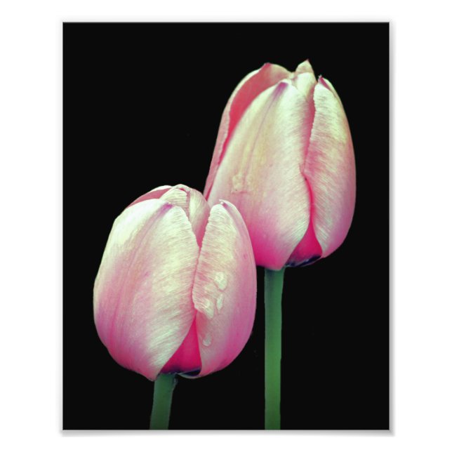 Impression Photo Fleurs de tulipe rose 8x10 (Devant)