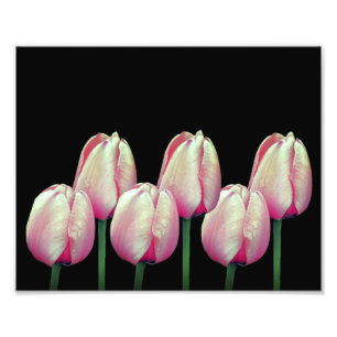 Impression Photo Fleurs de tulipe rose 8x10