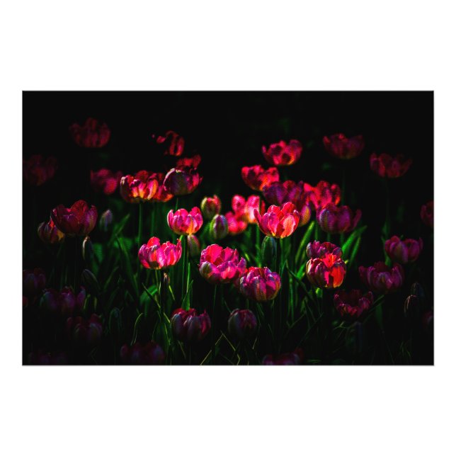Impression Photo Fleurs de tulipe roses (Devant)