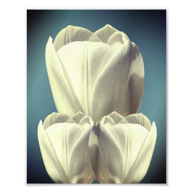 Impression Photo Fleurs de tulipes blanches Art 8x10 (Devant)