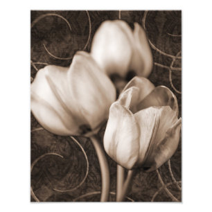 Impression Photo Fleurs de tulipes blanches Sepia Fleur de Arrière