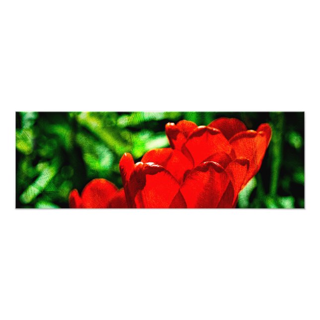 Impression Photo Fleurs de tulipes rouges (Devant)