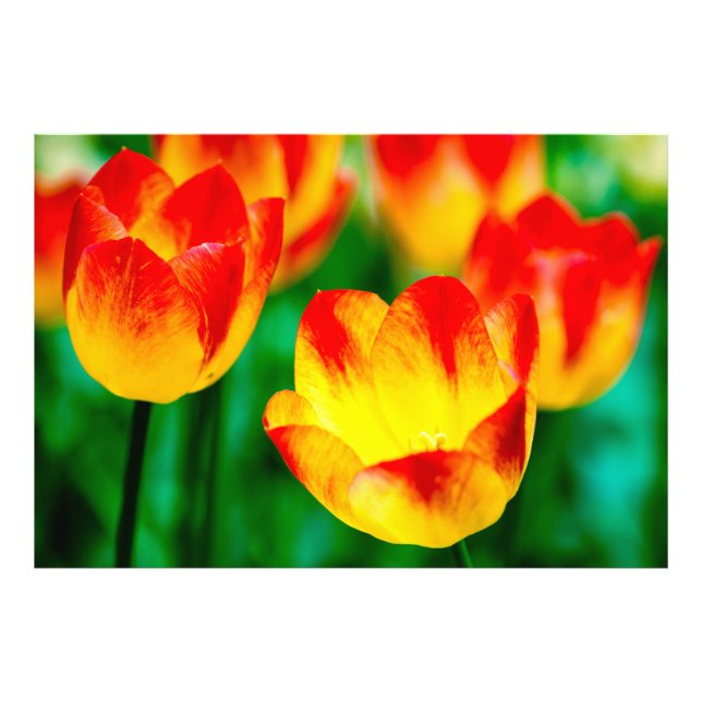 Impression Photo Fleurs de tulipes rouges jaunes (Devant)