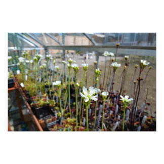 Impression Photo Fleurs de Vénus Flytraps