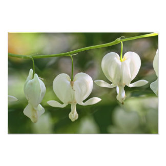 Impression Photo Fleurs des Coeurs Blanches
