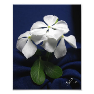 Impression Photo Fleurs d'hélicoptères