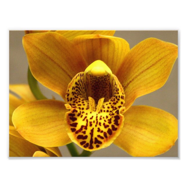 Impression Photo Fleurs d'orchidées jaunes (Devant)
