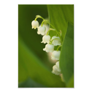 Impression Photo Fleurs du muguet