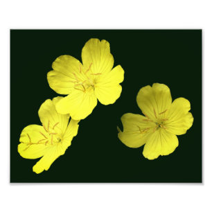 Impression Photo Fleurs flottantes de géranium sauvage jaune 8x10
