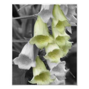 Impression Photo Fleurs Foxglove Couleur partielle 8x10