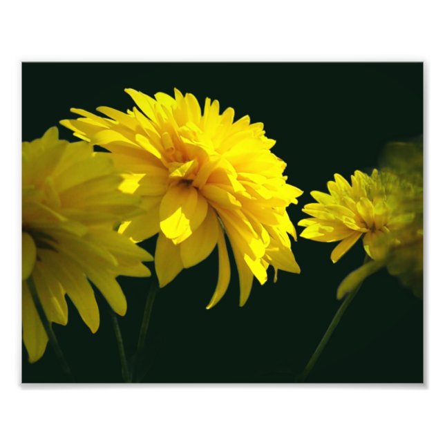 Impression Photo Fleurs Goldquell Jaunes Au Soleil 8x10 (Devant)