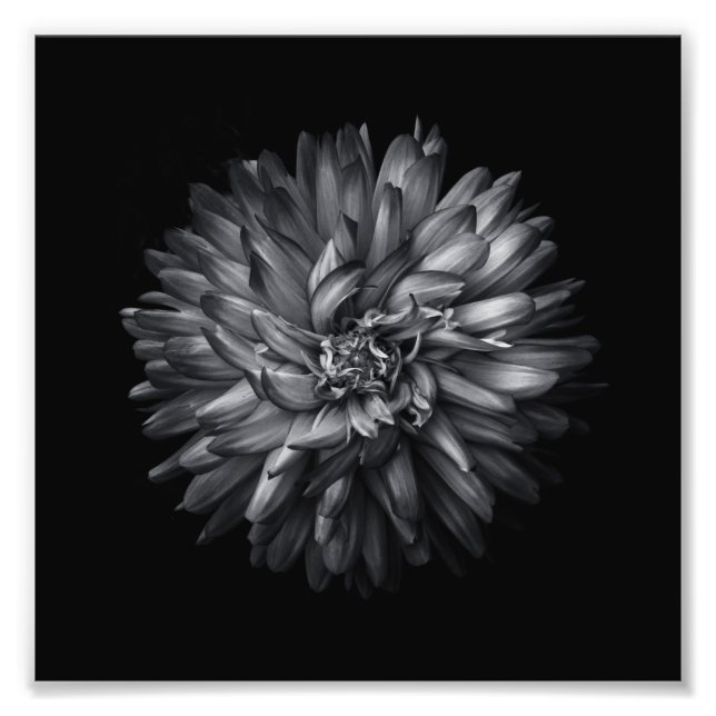 Impression Photo Fleurs jardins En Noir Et Blanc 20 (Devant)