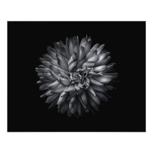 Impression Photo Fleurs jardins En Noir Et Blanc 20
