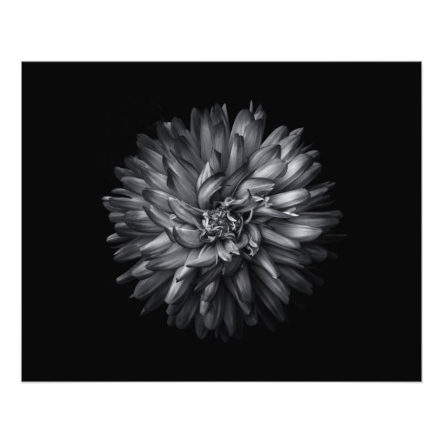 Impression Photo Fleurs jardins En Noir Et Blanc 20 (Devant)