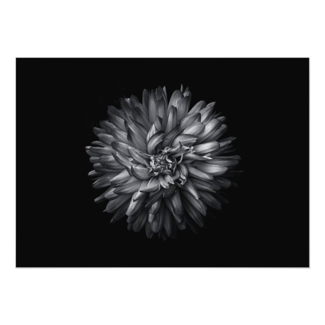 Impression Photo Fleurs jardins En Noir Et Blanc 20 (Devant)