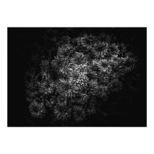 Impression Photo Fleurs jardins En Noir Et Blanc No 29