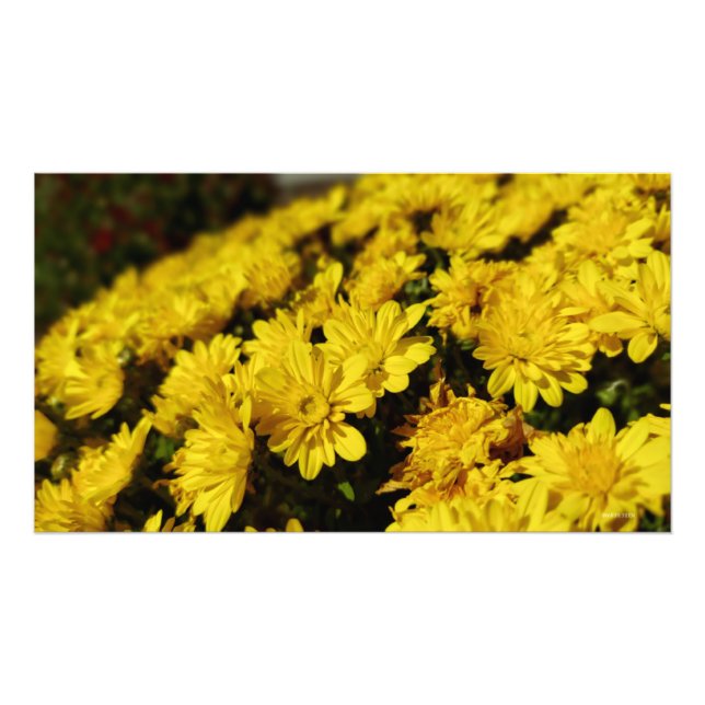 Impression Photo Fleurs jaunes (Devant)