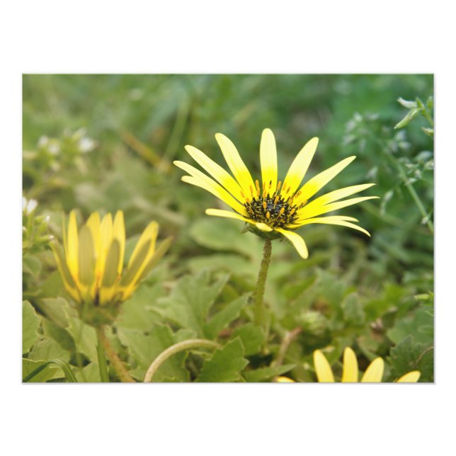 Impression Photo Fleurs jaunes (Devant)