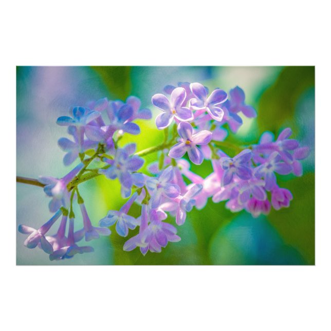 Impression Photo Fleurs Lilac Violettes (Devant)