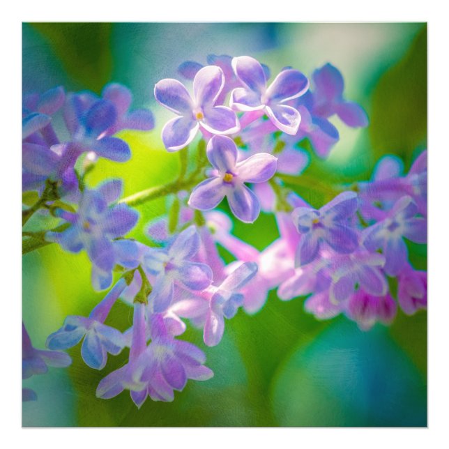 Impression Photo Fleurs Lilac Violettes (Devant)
