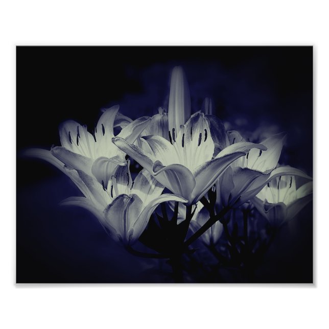 Impression Photo Fleurs Lys En Noir Et Blanc 8x10 (Devant)