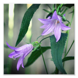 Impression Photo Fleurs Lys violettes délicates 8x8