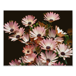 Impression Photo Fleurs marguerites africaines roses 8x10