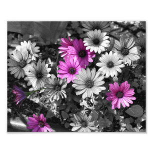 Impression Photo Fleurs marguerites violettes africaines Couleur pa